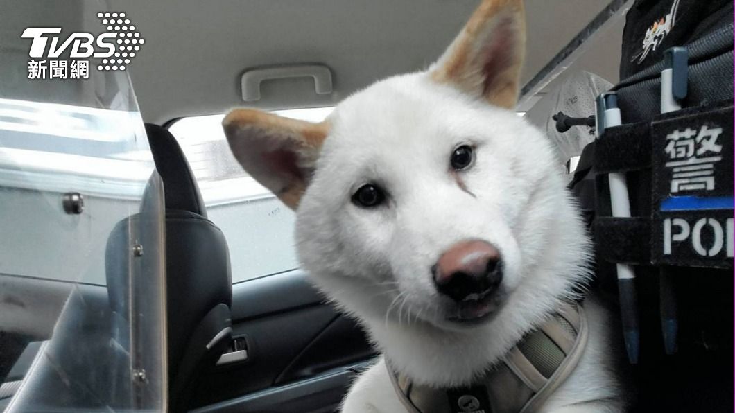 當警犬?雪白萌柴走失逛大街 超親人「黏警」還討摸融化網