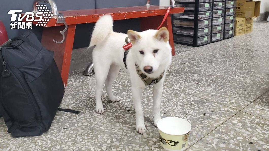 熱心民眾提供柴犬食物。(圖/TVBS)