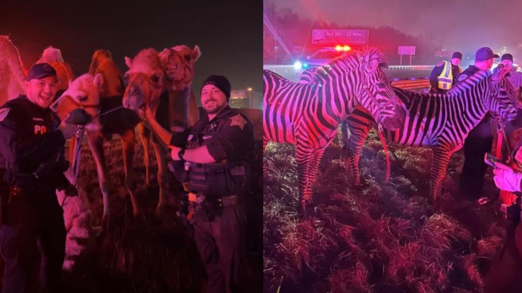馬戲團車起火動物公路逛大街 傻萌駱駝合影警、斑馬路邊爽吃草