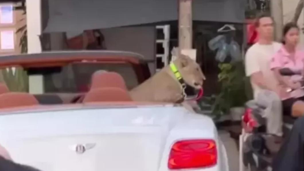 有片/泰國獅子爽搭賓利敞篷車兜風 飼主觸犯1罪恐被關
