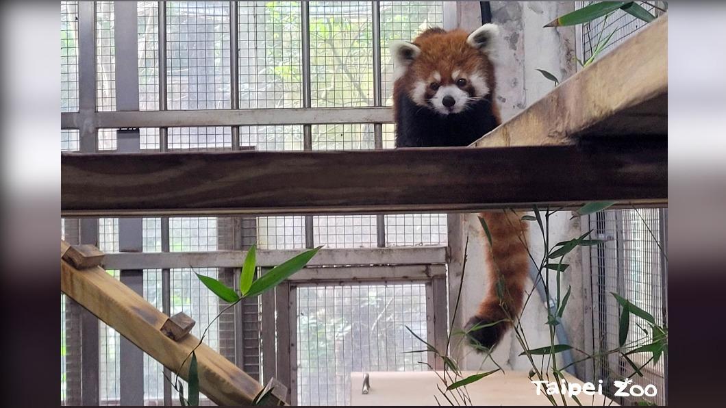 小貓熊「未來」昨(29日)已結束檢疫。(圖/翻攝自台北市立動物園 官網)