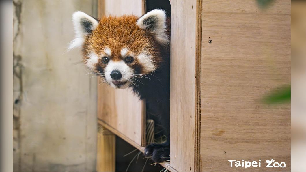 北市動物園添超萌新成員！小貓熊「未來」完成檢疫正式加入