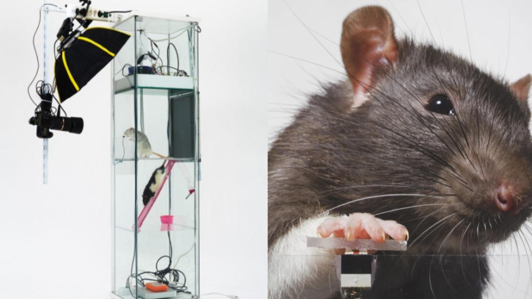 老鼠也愛自拍?動物實驗發現狂按快門數百次 反映1人類行為