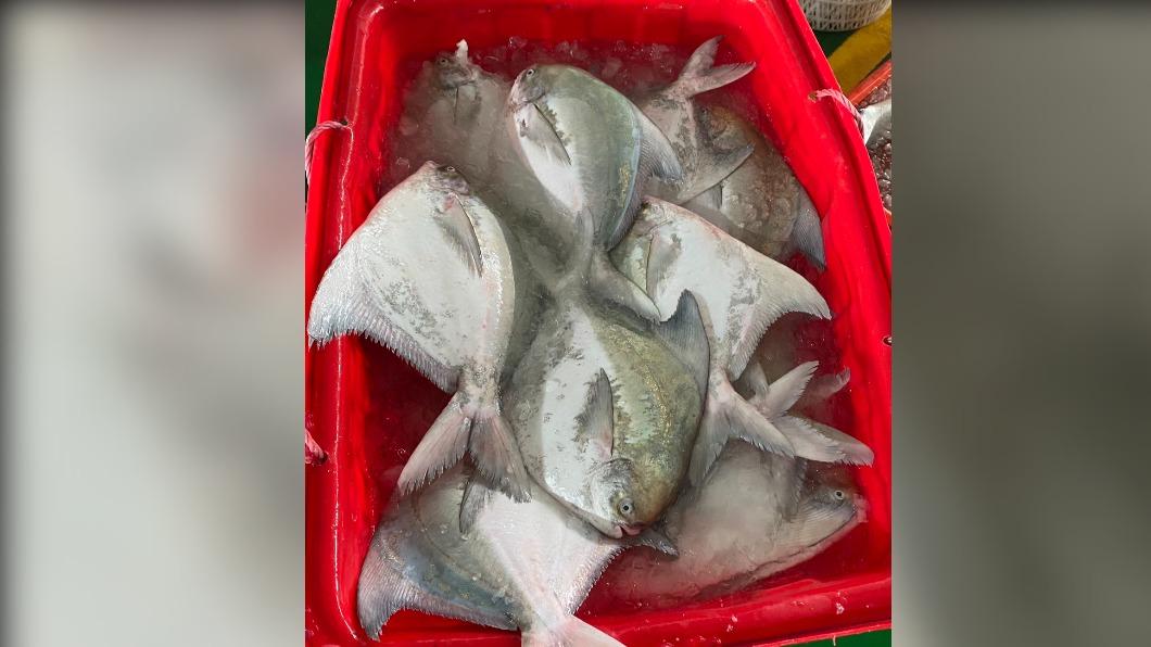 龍年「魚」價格飆!1台斤野生白鯧漲破2千 漲幅逾5成