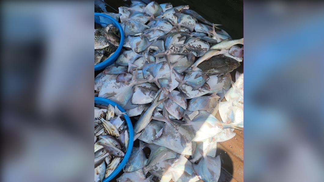 野生鯧魚每逢過年價格飆漲。(圖/嘉義東石船長蔡志宏提供)