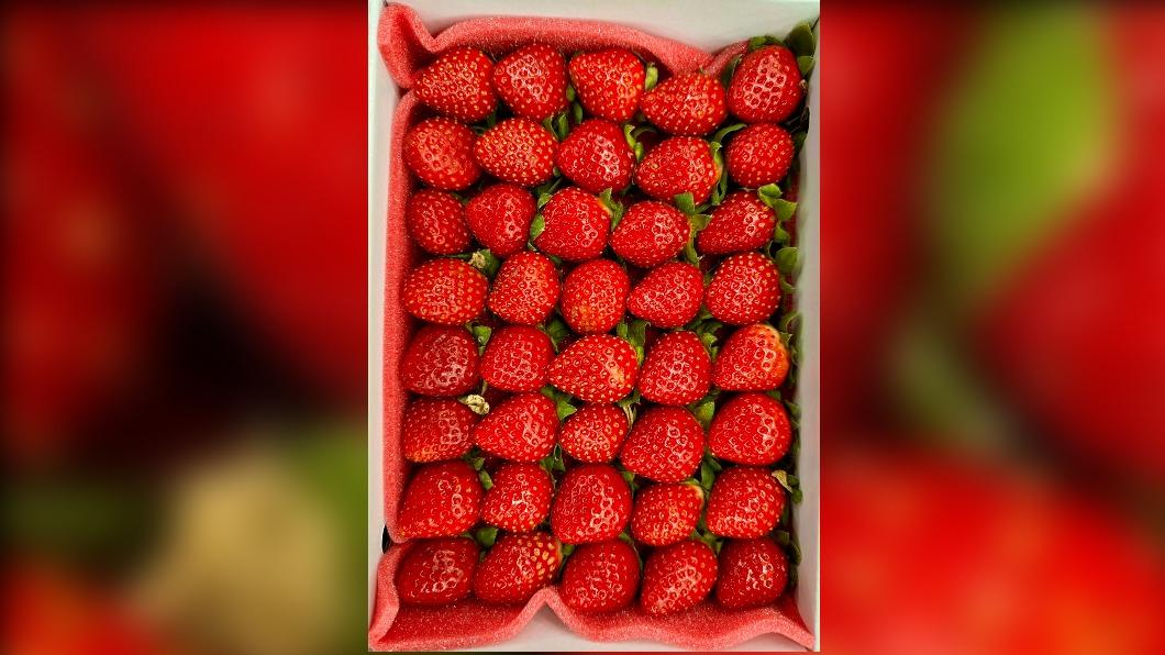 年節需求增！草莓每斤飆破600元　農糧署：病蟲害+天氣影響