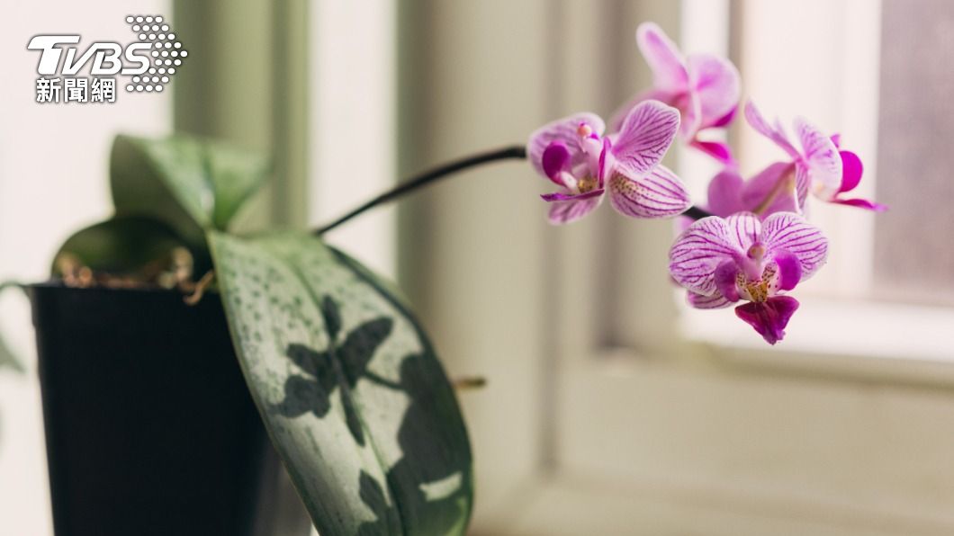 蘭花可以招來智慧和學業。(示意圖/shutterstock達志影像)