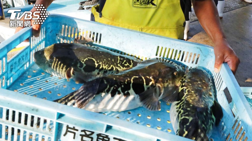 「禮物」變致命毒藥 巴西男子自行烹煮食用河豚後慘死