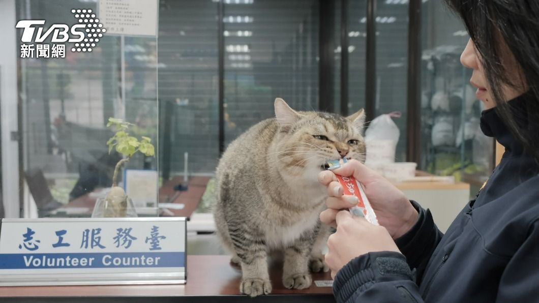 走失貓咪食量非常大。（圖／TVBS）