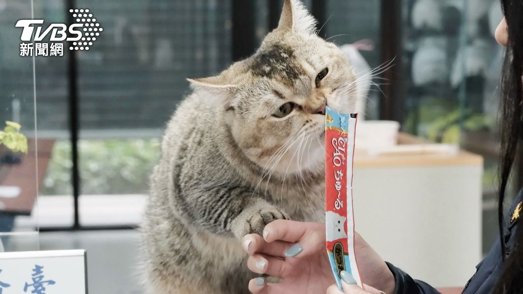 20人搶認養！「非常重」迷路貓返家　飼主挨罰3000元