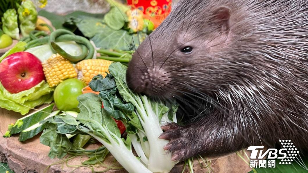 壽山動物園「超澎派年菜」 超萌搶食畫面全曝光