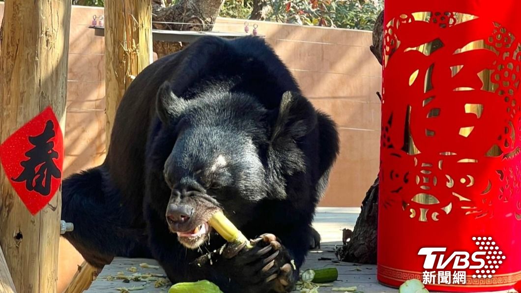 黑熊「波比」熊生第一次見到白甘蔗,不顧保育員悉心搭配的五行蔬果,興奮狂嗑起來。(圖/TVBS)
