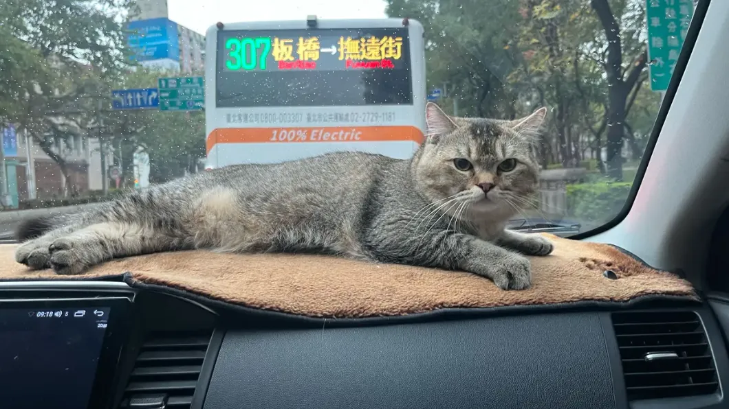 網友表示貓咪真的不是給阿嬤養的。(圖/翻攝自Dcard)