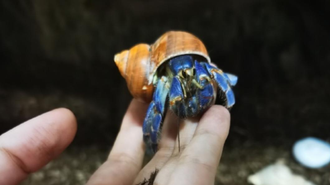 大陸瘋養陸寄居蟹 沖繩「天然紀念物」年被盜獵千隻
