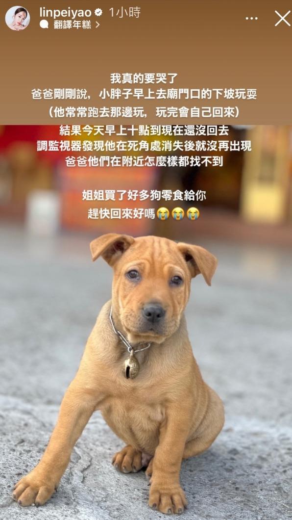 林佩瑤在社群表示「小虎」走失,拜託廣大網友協尋。(圖/翻攝自林佩瑤IG)