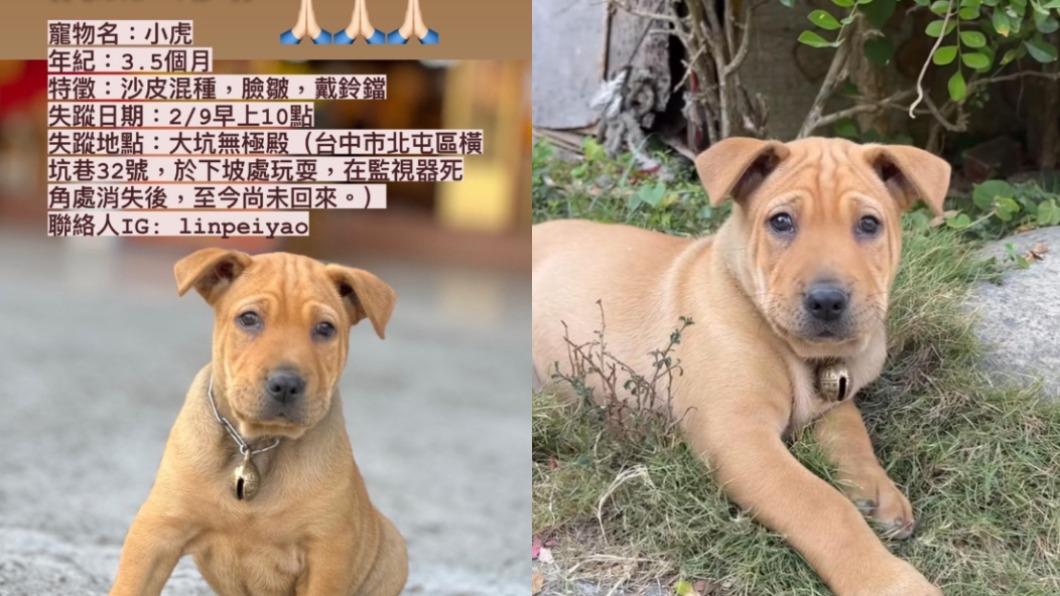 林佩瑤公開「小虎」最後行蹤,希望有看到狗兒的網友能通知她。(圖/翻攝自林佩瑤IG)