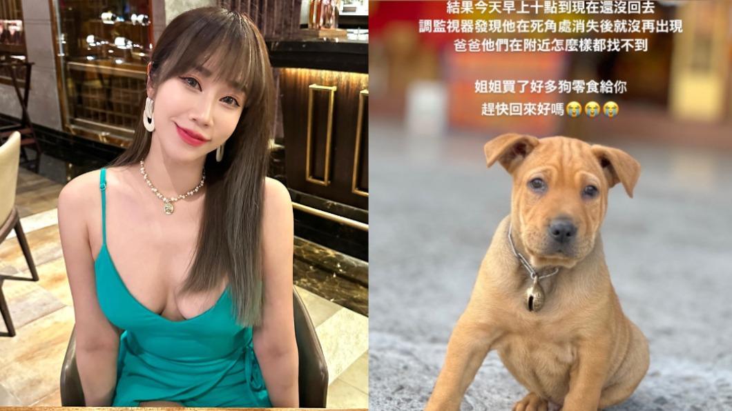 除夕驚魂!最美空姐「愛犬走丟12小時」找到了 她激動淚謝網友