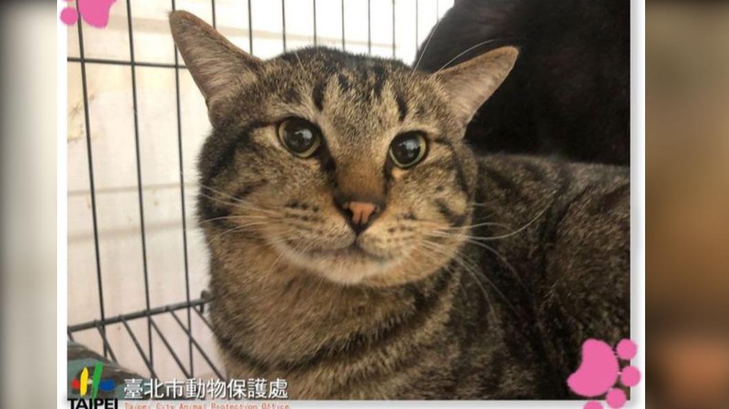 飼主認養毛孩並投保「寵物保險」 每隻可補助3000