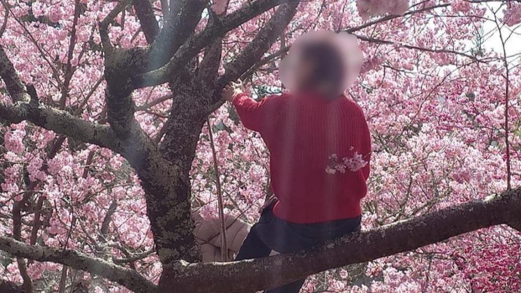 武陵農場櫻花怒放　大媽為拍美照「學猴爬上樹」誇張畫面曝