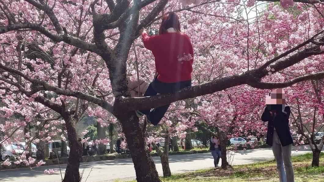 大媽屁股坐在樹枝上擺拍，還拉動枝條破壞。（圖／翻攝自武陵農場臉書）