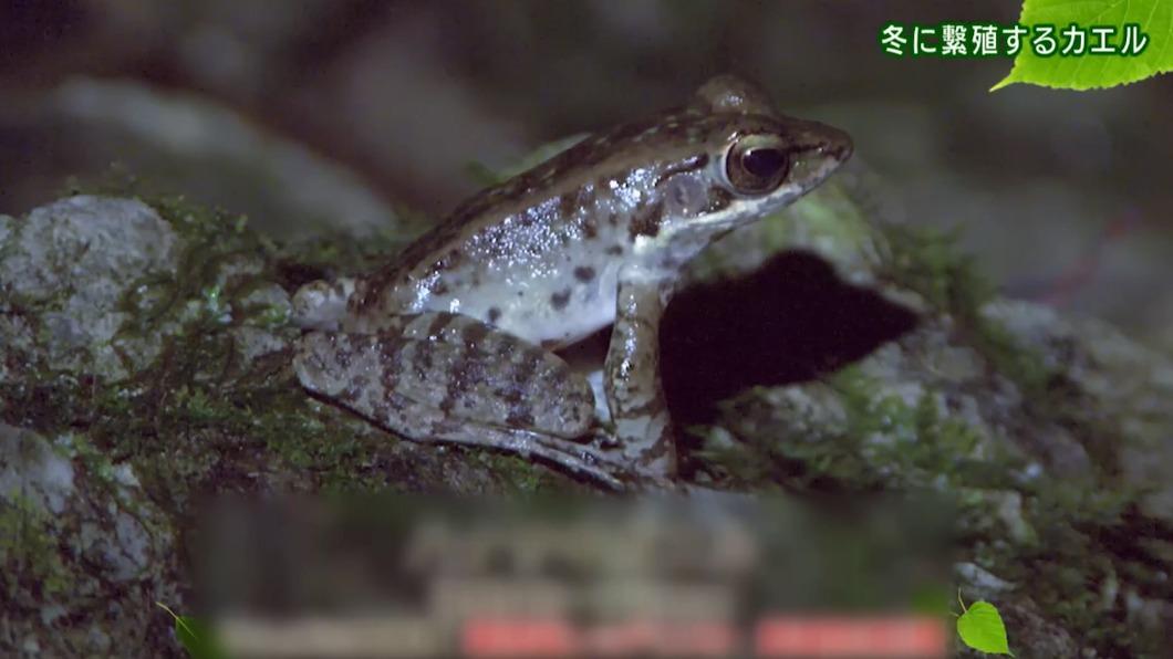 珍貴鏡頭曝光！沖繩蛙類冬季繁殖鳴叫求偶