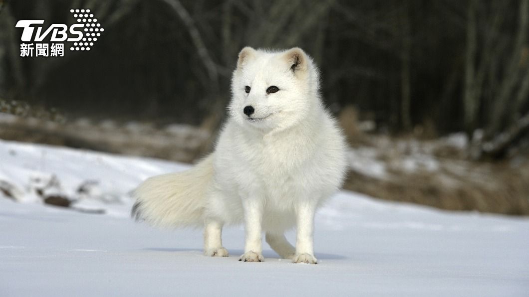 北極狐並非中國原生物種。（示意圖／Shutterstock達志影像）