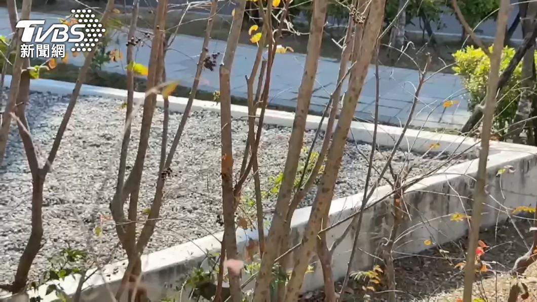 公園沙地驚見女嬰頭顱!南檢曝相驗結果 無外力致死疑遭活埋