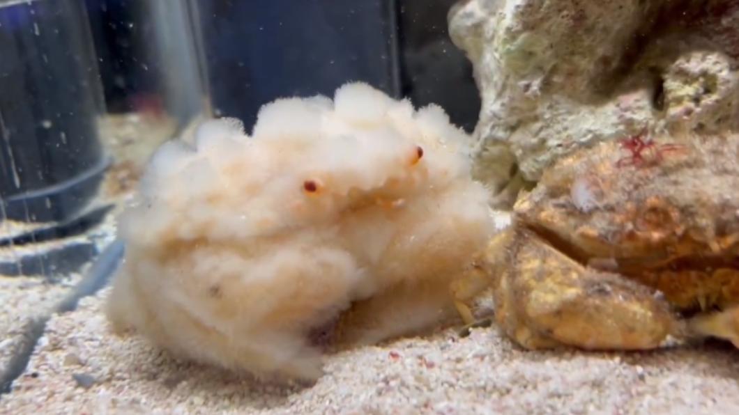 蛻下外殼後的奧氏鎧蟹外觀毛絨絨，引發關注。（圖／翻攝自@ebikaniaquarium）