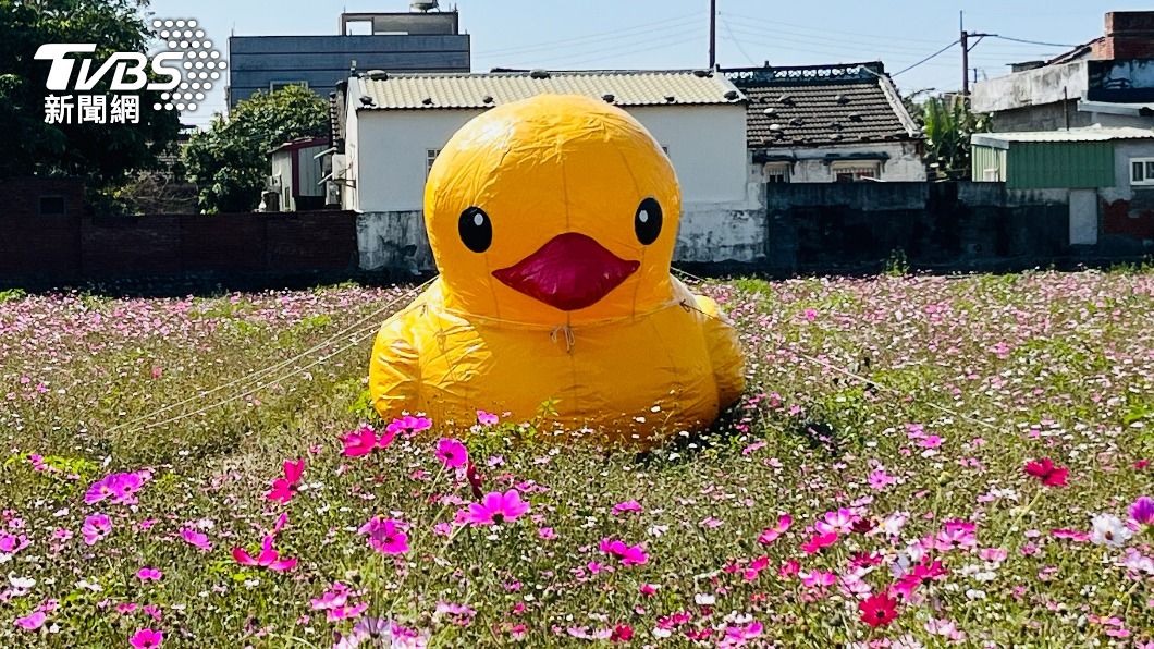 不只高雄!雲林黃色小鴨「巡田水」 波斯菊襯藍天絕美畫面曝