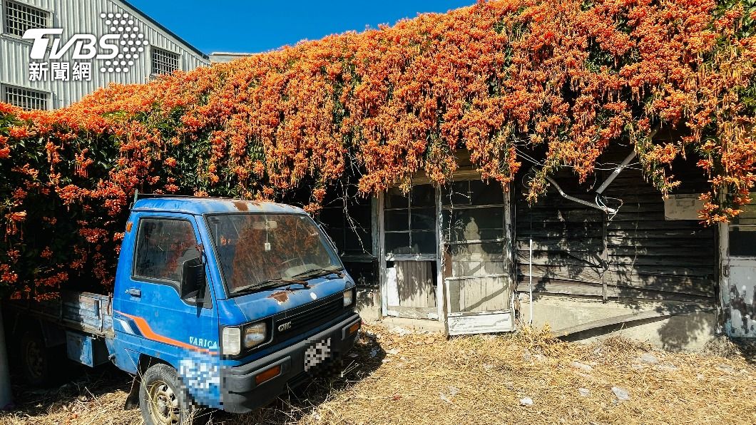 炮仗花海。(圖/陳祁 攝)