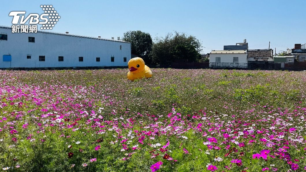 波斯菊花海由鄉公所補助種子。(圖/陳祁 攝)