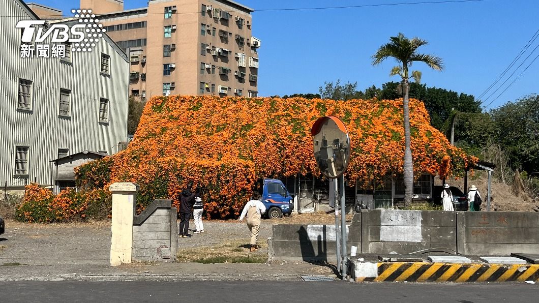 不少民眾前往拍照。(圖/陳祁 攝)