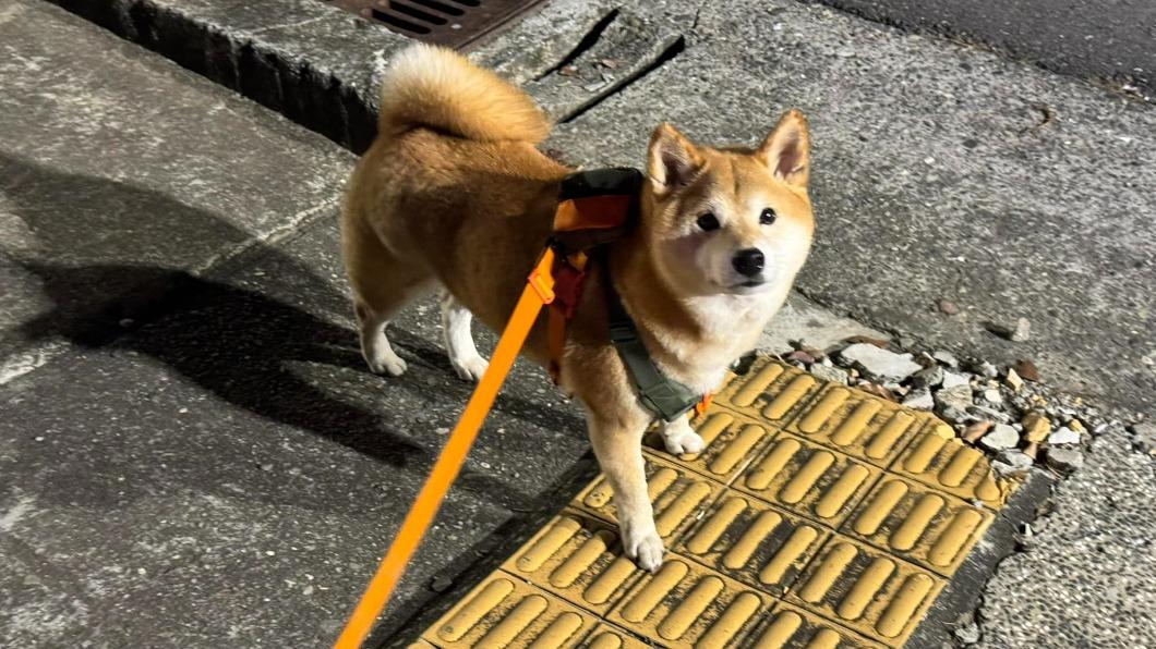 視網膜的愛犬掙脫後找回。(圖/翻攝自視網膜臉書)