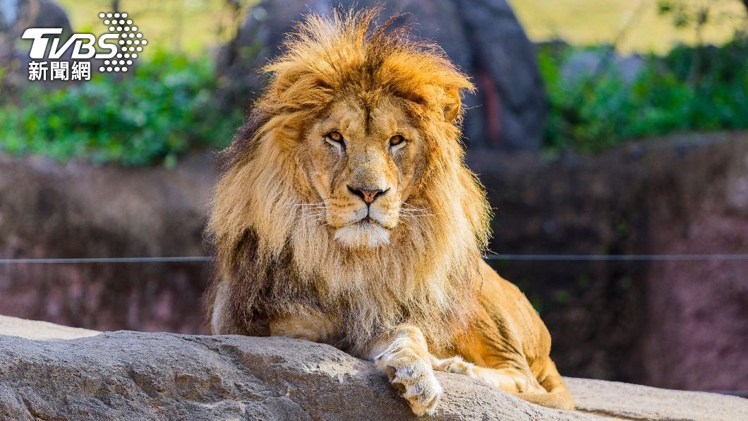 為自拍丟命!印男勇闖動物園禁區 下秒遭獅子「當食物」咬死