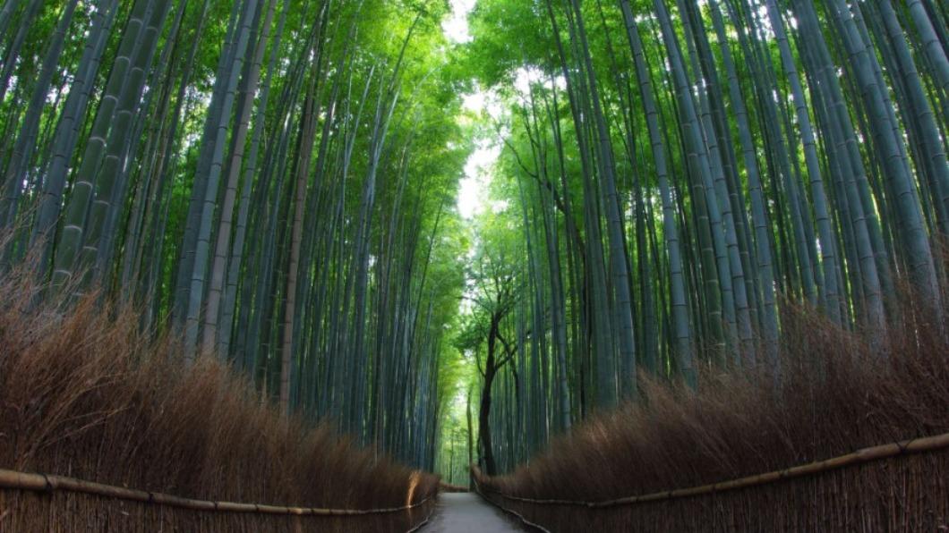 嵐山竹林旅遊照看似清幽，但許多人實際造訪發現遊客多到像菜市場。（圖／翻攝自日本國家旅遊局）