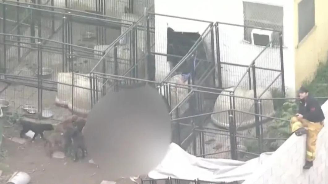 餵食出狀況 美主人慘遭13隻比特犬咬死