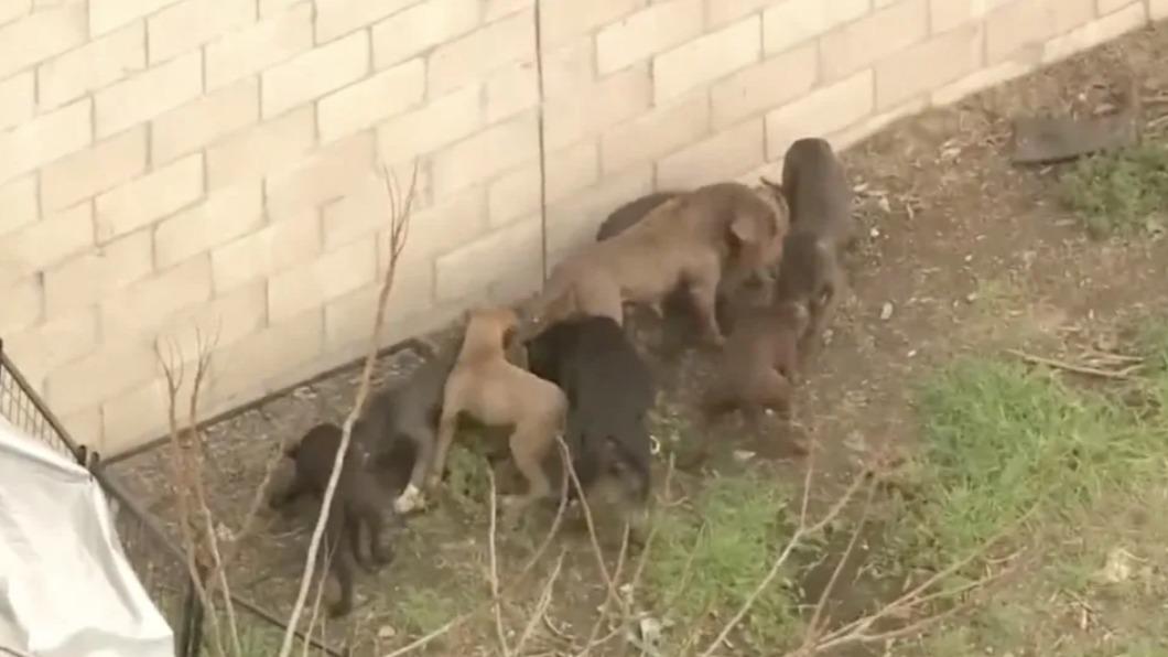 該名受害飼主共擁有13隻比特犬,其中包含8隻幼犬,警方懷疑飼主利用這些比特犬進行配種。(圖/翻攝自thesunnews)