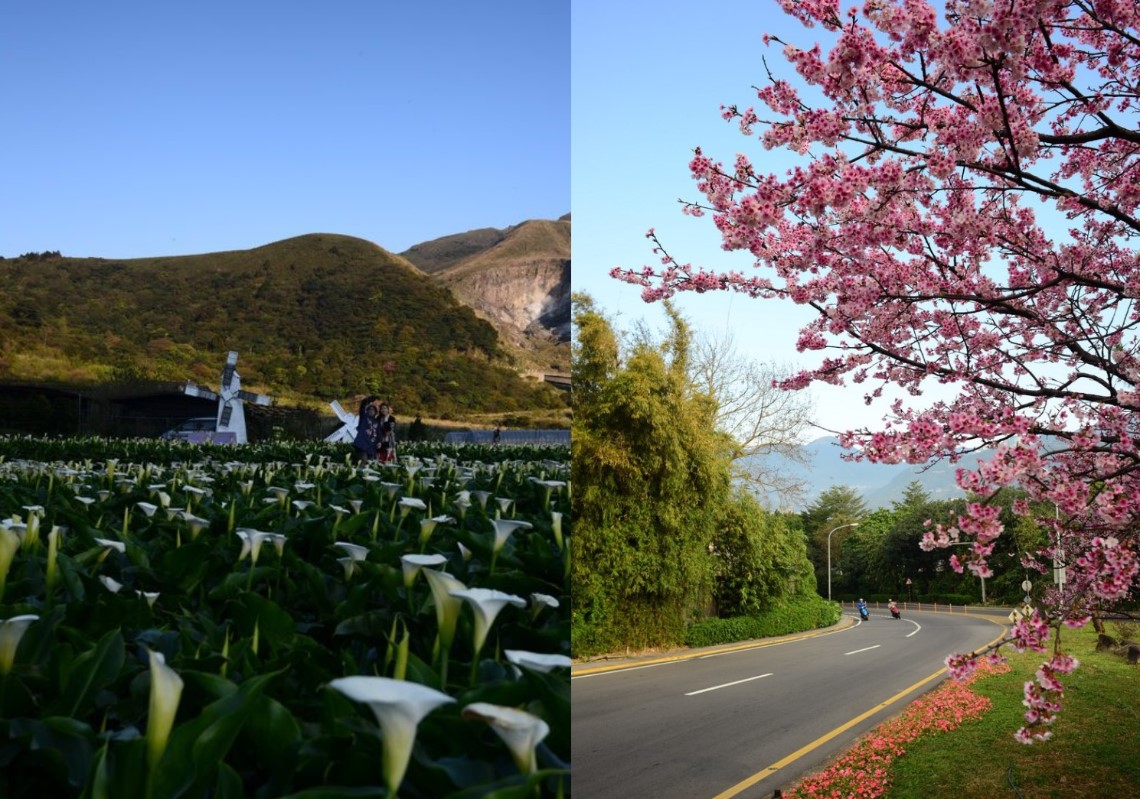 2月、3月在陽明公園、前山公園、平菁街42巷等，可以看見一整片如夢似幻的粉紅美景。（圖／陽明山國家公園臉書）