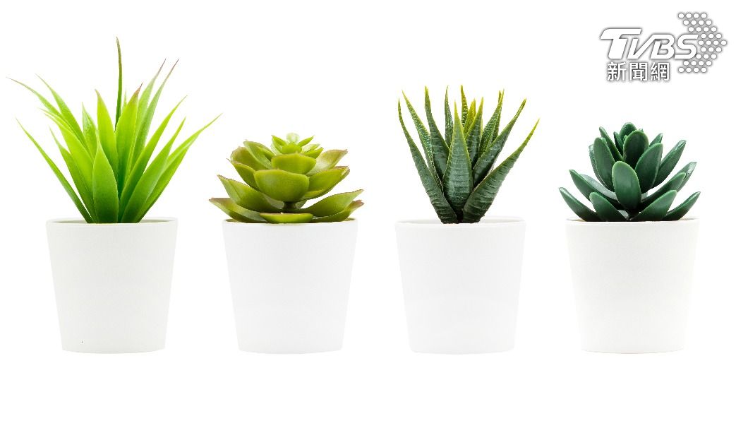 若要在辦公桌上擺放植物，建議放在左側。（示意圖／shutterstock達志影像）