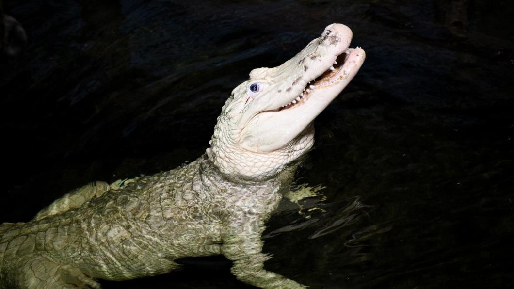 鱷魚體內找出70枚硬幣 美動物園求遊客別再丟了