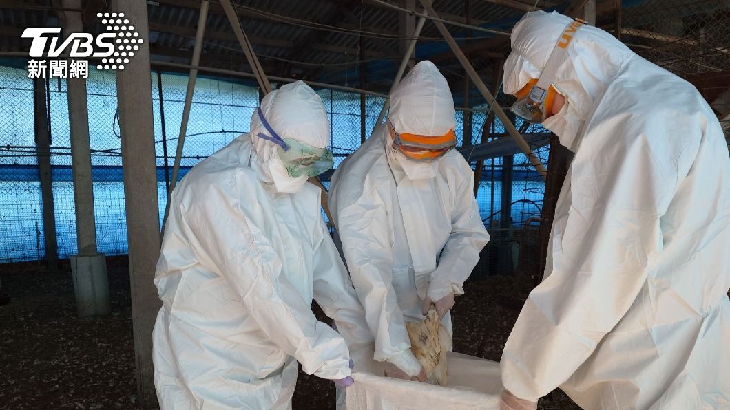 台南檢出禽流感!萬隻紅羽土雞染H5N1遭撲殺 蛋中雞也逃不了