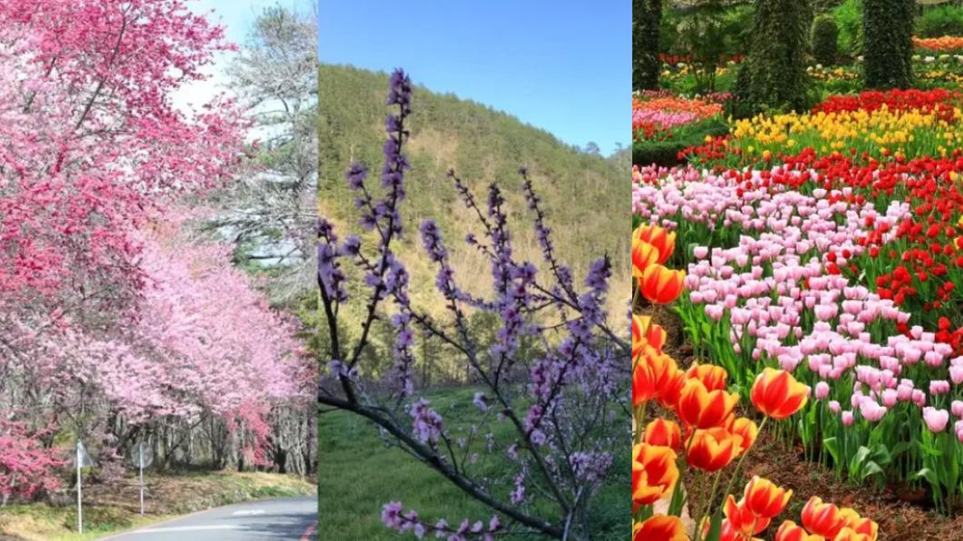 全台賞花TOP10!天元宮「三色櫻」、福壽山「綠、黃色櫻花」必去