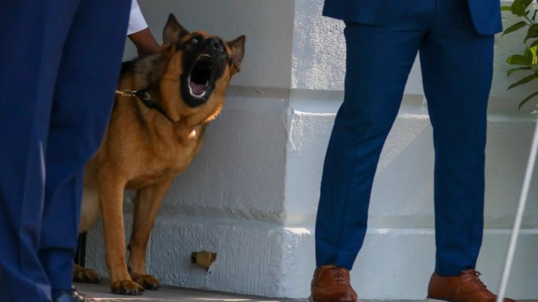 拜登愛犬「司令」（Commander）屢傳傷人意外。（圖／翻攝自Newyorkpost）