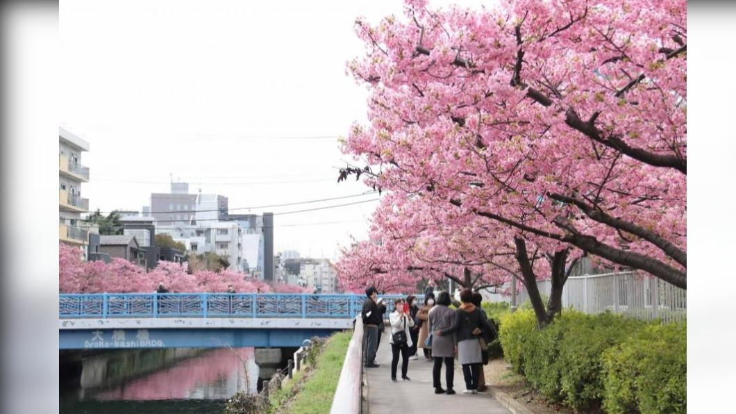 東京賞櫻正逢時! 與晴空塔同框.私房景點搶先看