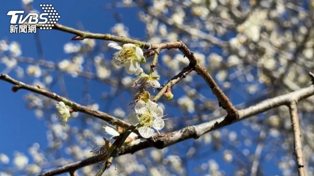 台灣花季-台灣櫻花季-台灣花海-台灣賞花-台灣花季2025-台灣花季時間-台灣花季景點-台灣賞花季節-台灣花季總整理-台灣每個月開的花-即時花況