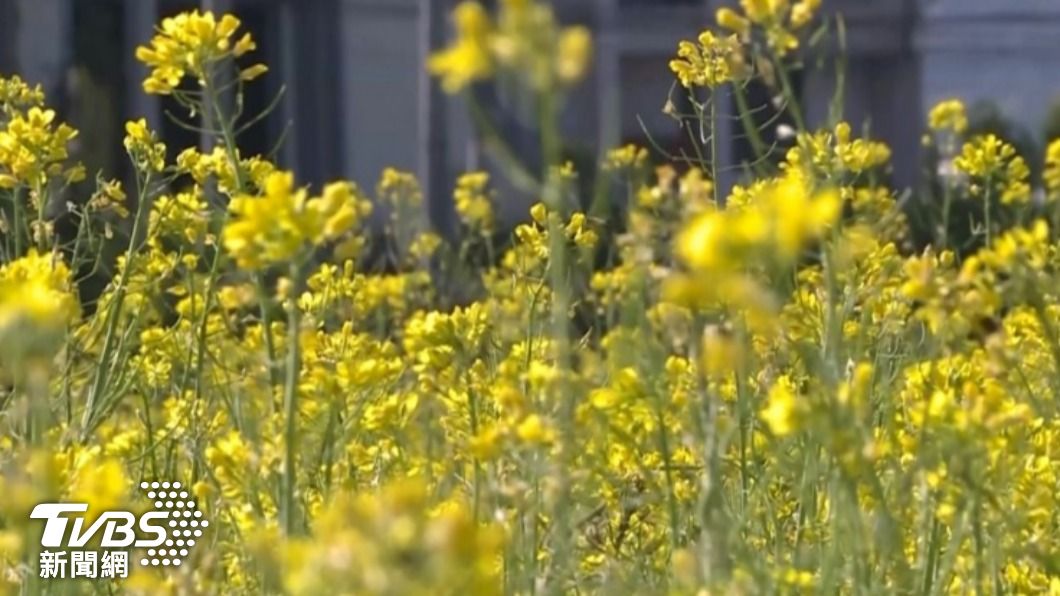 台灣花季-台灣櫻花季-台灣花海-台灣賞花-台灣花季2025-台灣花季時間-台灣花季景點-台灣賞花季節-台灣花季總整理-台灣每個月開的花-即時花況