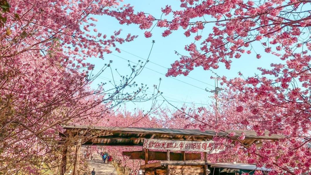 台灣花季-台灣櫻花季-台灣花海-台灣賞花-台灣花季2025-台灣花季時間-台灣花季景點-台灣賞花季節-台灣花季總整理-台灣每個月開的花-即時花況