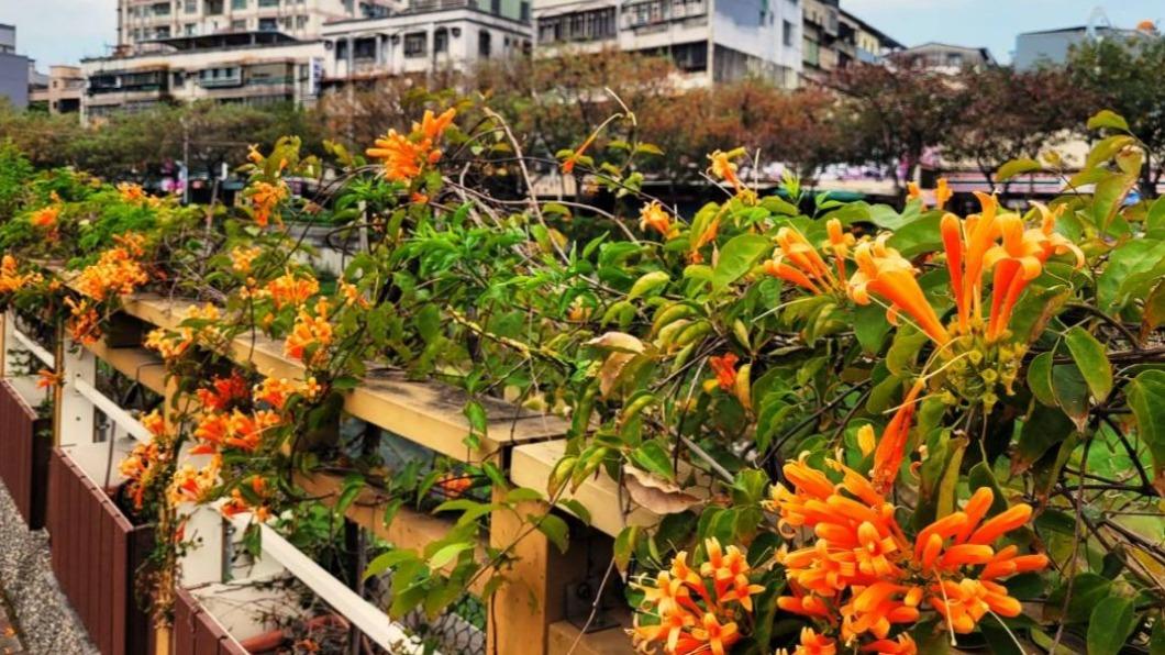 台灣花季-台灣櫻花季-台灣花海-台灣賞花-台灣花季2025-台灣花季時間-台灣花季景點-台灣賞花季節-台灣花季總整理-台灣每個月開的花-即時花況