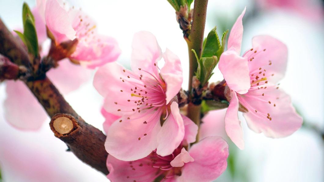 台灣花季-台灣櫻花季-台灣花海-台灣賞花-台灣花季2025-台灣花季時間-台灣花季景點-台灣賞花季節-台灣花季總整理-台灣每個月開的花-即時花況