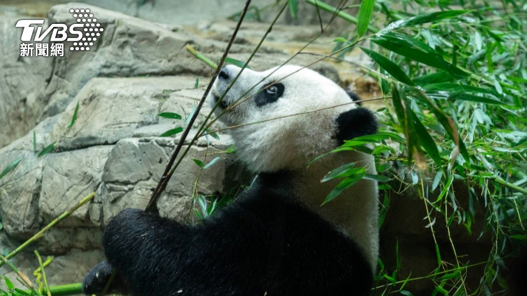 重啟貓熊外交? 美聖地牙哥動物園有望重獲中國大貓熊